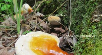 Nấm lim xanh chữa bệnh gì hiệu quả từ công dụng của nấm lim xanh