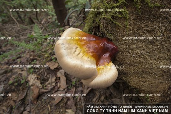 Nấm lim xanh tự nhiên – mua ở đâu? Nấm lim xanh tự nhiên – mua ở đâu?