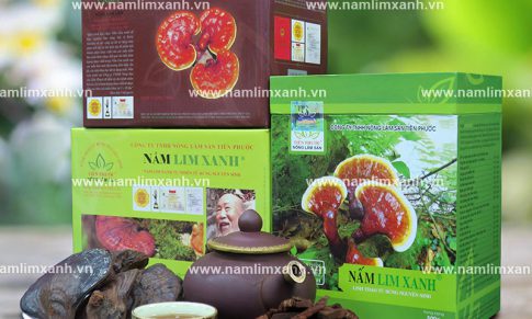 Nấm lim xanh Quảng Nam trong hỗ trợ điều trị bệnh tiểu đường