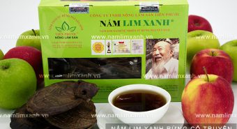 Đẩy lùi quá trình lão hóa với nấm lim xanh Quảng Nam