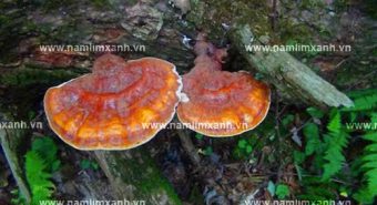 Sự thật về công dụng điều trị bệnh của nấm lim xanh Quảng Nam
