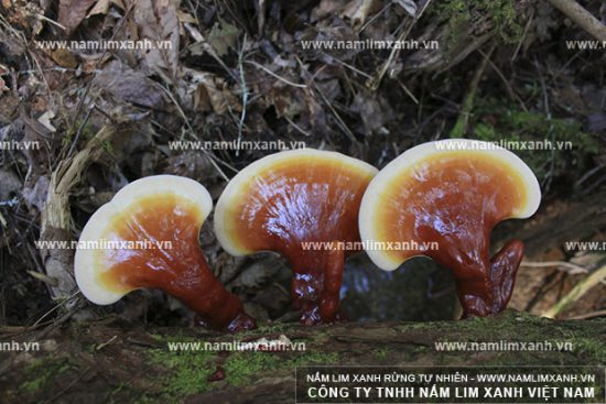 Nấm lim xanh Quảng Nam chữa bệnh viêm gan