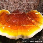 Công dụng của nấm lim xanh Quảng Nam với các bệnh gan thế nào