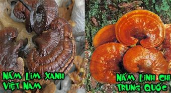 Phân biệt nấm lim xanh thật và giả bằng phương pháp nào dễ nhất?