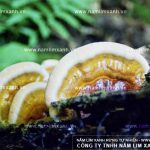 Những công dụng không phải ai cũng biết của nấm lim xanh tự nhiên