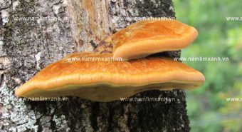 Công dụng của nấm lim xanh đối với các căn bệnh nan y hiểm nghèo
