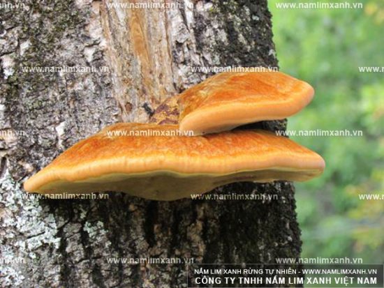 Nấm lim xanh thường mọc trên gốc và thân của cây gỗ lim