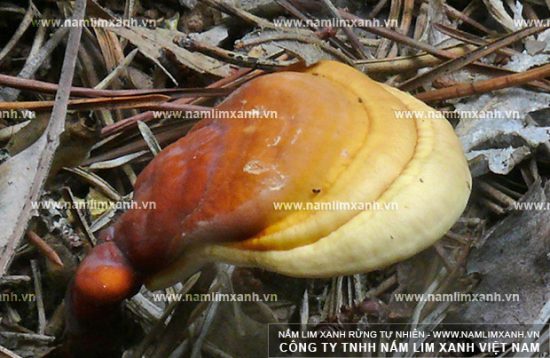 Nấm lim xanh Tiên Phước được khoa học thế giới biết đến với nhiều công dụng