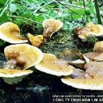 Cách dùng nấm lim xanh Tiên Phước các lưu ý sắc nấu uống nấm lim