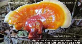 Nấm lim xanh có hỗ trợ điều trị bệnh ung thư da hay không?
