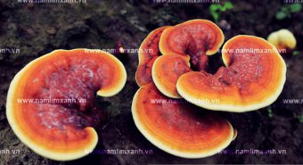 Nấm lim xanh tự nhiên thảo dược quý hiếm của núi rừng đất nước