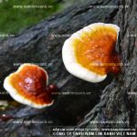 Sử dụng nấm lim xanh Quảng Nam những lưu ý cách dùng nấm lim