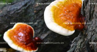 Sử dụng nấm lim xanh Quảng Nam những lưu ý cách dùng nấm lim