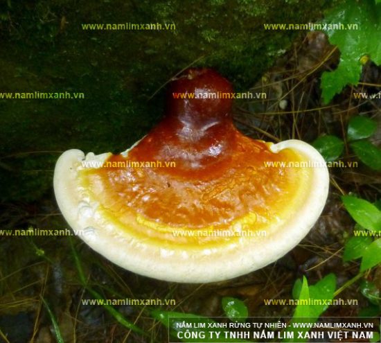 Nguồn gốc của nấm lim xanh