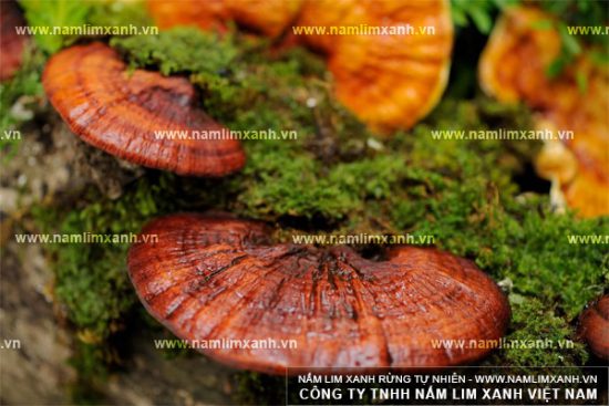 Nhiều bệnh nhân khác khỏi bệnh nhờ nấm lim xanh Nhiều bệnh nhân khác khỏi bệnh nhờ nấm lim xanh