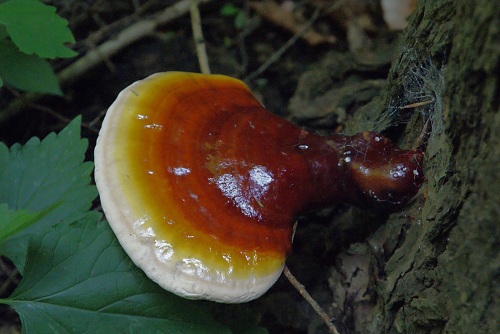 Hình ảnh cây nấm lim xanh thật