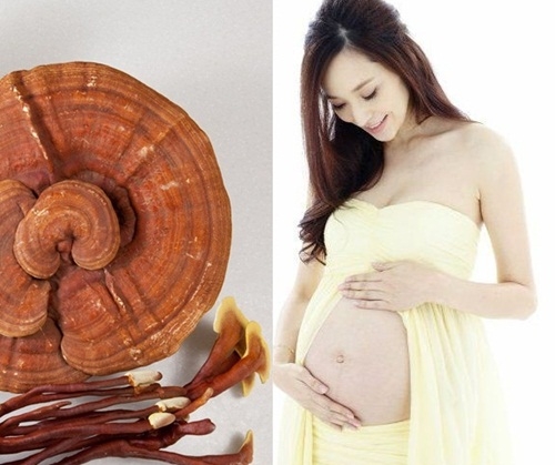 Tác dụng của nấm lim xanh với phụ nữ và công dụng nấm lim rừng