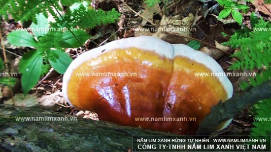 Sử dụng nấm lim xanh qua chế biến