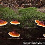 Tác dụng của nấm lim xanh Tiên Phước với bệnh nhồi máu cơ tim