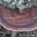 Tác dụng của nấm lim xanh Tiên Phước và bệnh ung thư buồng trứng