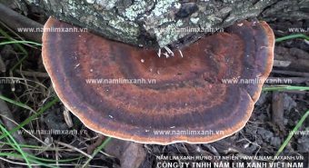 Tác dụng của nấm lim xanh Tiên Phước và bệnh ung thư buồng trứng