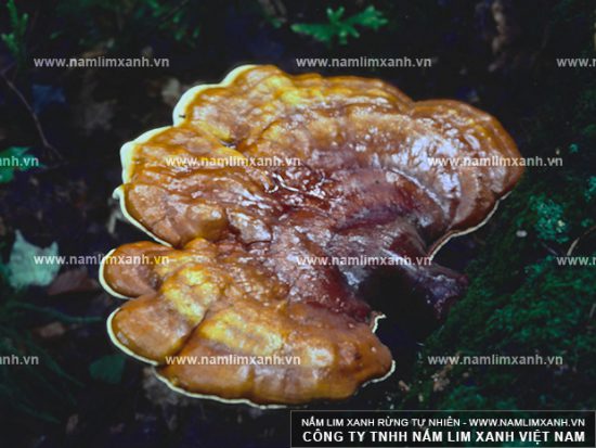 Tác dụng của nấm lim xanh chữa bệnh xơ gan
