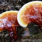 Thoát khỏi ung thư gan nhờ bài thuốc nam nấm lim xanh Quảng Nam