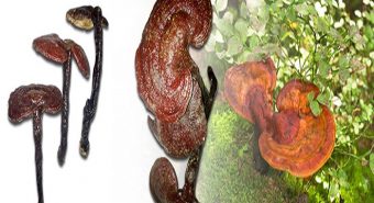 Thực hư nấm lim xanh thiên nhiên hỗ trợ điều trị bệnh hiểm nghèo