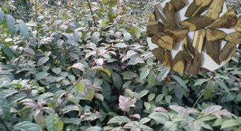 Bán giống cây xạ đen ở đâu? Kỹ thuật trồng cây xạ đen tốt nhất