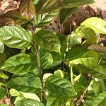 Bán xạ đen tại Hà Nội. Giá cây xạ đen bao nhiêu tiền 1kg?