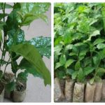 Cây xạ đen mọc ở đâu? Hình ảnh cây thuốc xạ đen tự nhiên rõ nét