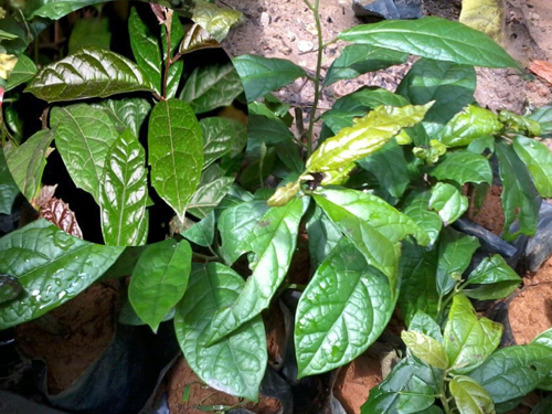 Uống lá xạ đen hằng ngày phòng và chữa nhiều bệnh lý Uống lá xạ đen hằng ngày phòng và chữa nhiều bệnh lý