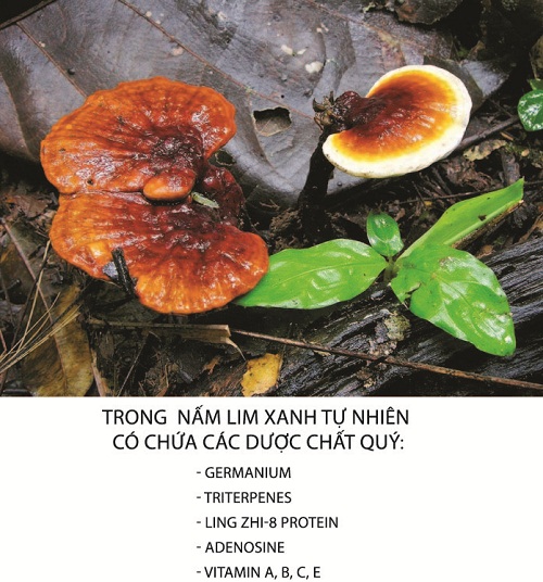 Trong nấm lim xanh có chứa nhiều dược chất có lợi cho sức khỏe Trong nấm lim xanh có chứa nhiều dược chất có lợi cho sức khỏe