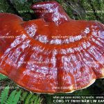 Nấm gỗ lim là loại nấm gì nấm lim xanh có tác dụng chữa bệnh gì?