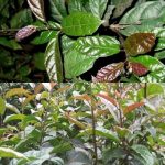 Cách chăm sóc cây xạ đen giúp phát triển tốt và cho năng suất cao