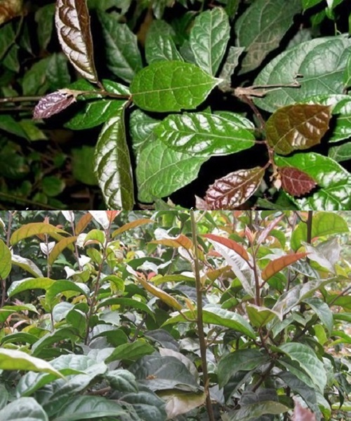 Cây xạ đen là dược liệu được nhiều người bệnh tin dùng