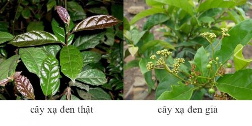 Cách phân biệt xạ đen với xạ vàng giúp thu mua hiệu quả Cách phân biệt xạ đen với xạ vàng giúp thu mua hiệu quả