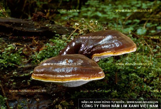 Cách dùng nấm lim xanh chữa ung thư hiệu quả