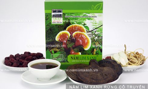 Cách dùng nấm lim trị bệnh hiệu quả và tác dụng rượu nấm lim xanh