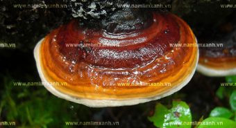 Cách nấu nấm lim xanh Quảng Nam hỗ trợ điều trị ung thư hiệu quả
