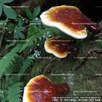 Cách nấu nước nấm lim xanh liều lượng sử dụng nấm lim xanh rừng