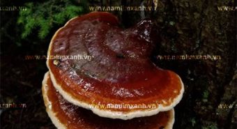 Cách ngâm nấm lim xanh rừng với rượu tác dụng của rượu nấm lim