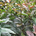 Cách nhân giống cây xạ đen như thế nào? Cách chăm sóc cây xạ đen