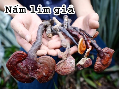 Cách phân biệt nấm lim xanh thật giả được nhiều người quan tâm