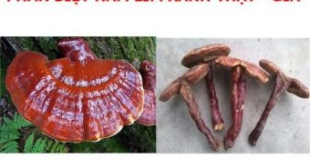 Cách phân biệt nấm lim xanh thật và giả nấm lim xanh mọc ở đâu?