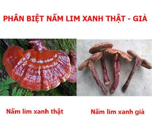 Cách phân biệt nấm lim xanh thật và giả được nhiều người quan tâm