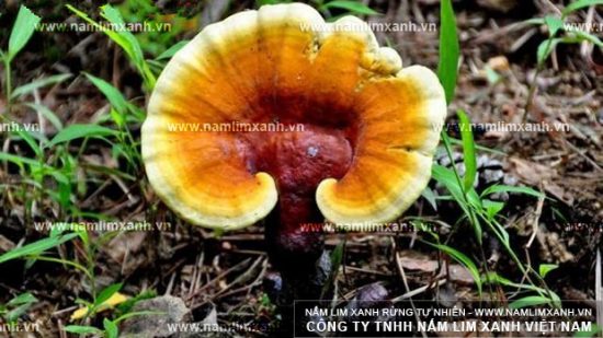 Cách dùng nấm lim xanh chữa bệnh hiệu quả sắc nước nấm lim xanh Cách dùng nấm lim xanh chữa bệnh hiệu quả sắc nước nấm lim xanh