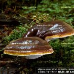 Cách sử dụng nấm lim xanh Tiên Phước chữa bệnh ung thư hiệu quả