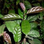 Cách trồng và chăm sóc cây xạ đen. Cách nhân giống cây xạ đen