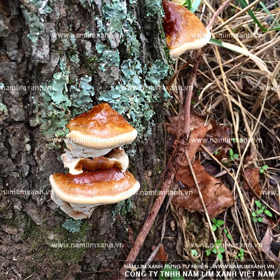 Cách uống nấm lim xanh rừng Cách uống nấm lim xanh rừng